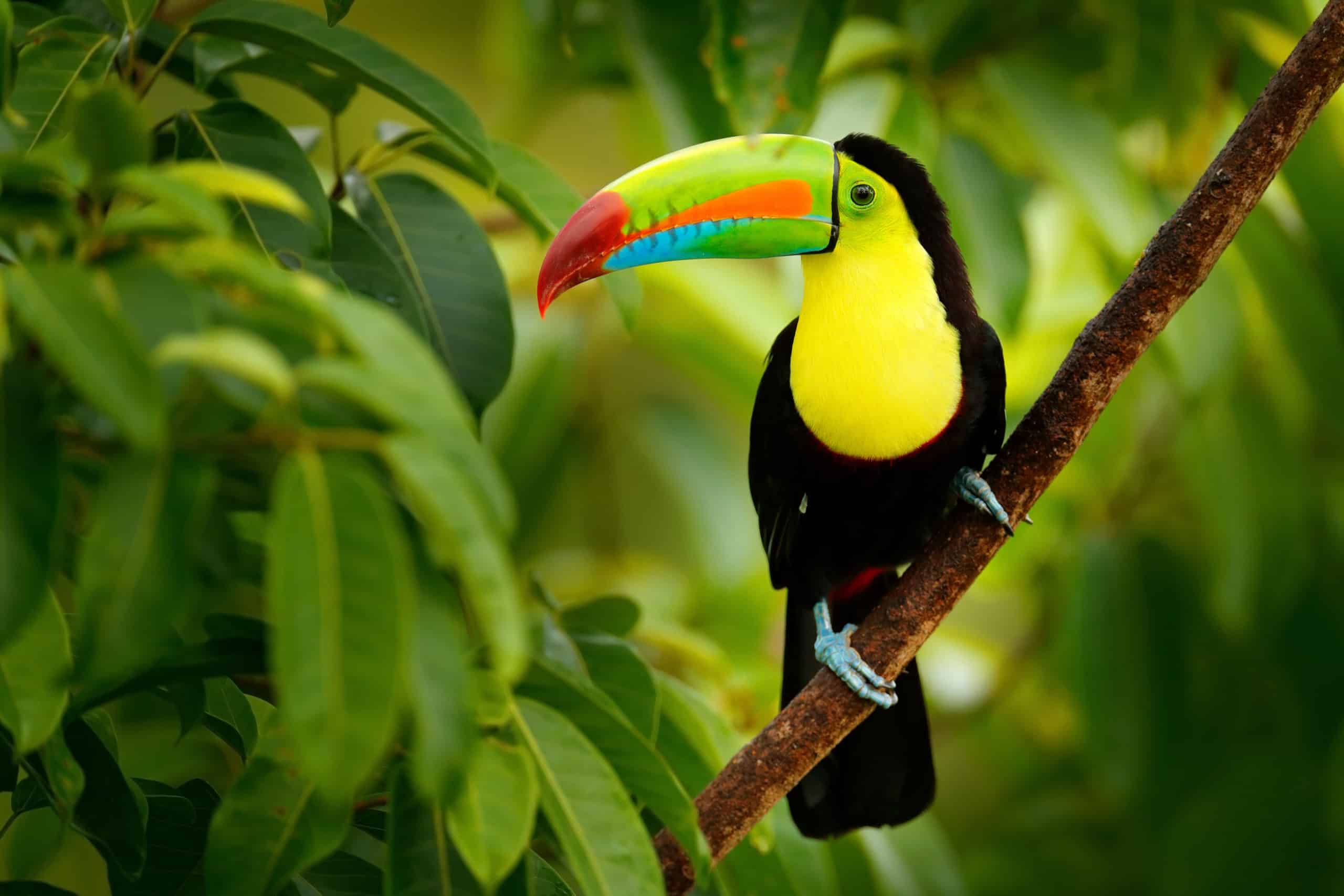 a tucan sits on a branch in the rainforest