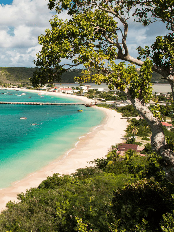 Trees, sand, and water on the shoreline of Anguilla