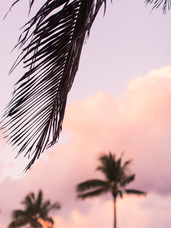 Palm Trees at sunset in Bimini, Bahamas