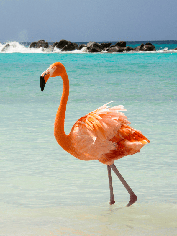 A flamingo walks through the shallow ocean waters surrounding Aruba