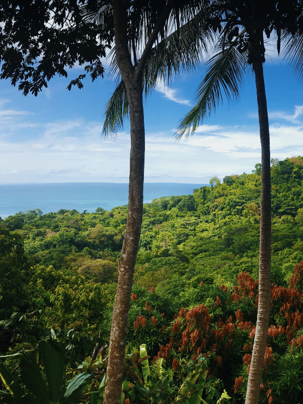 Rainforest and ocean on the Papagayo Peninsula in Costa Rica
