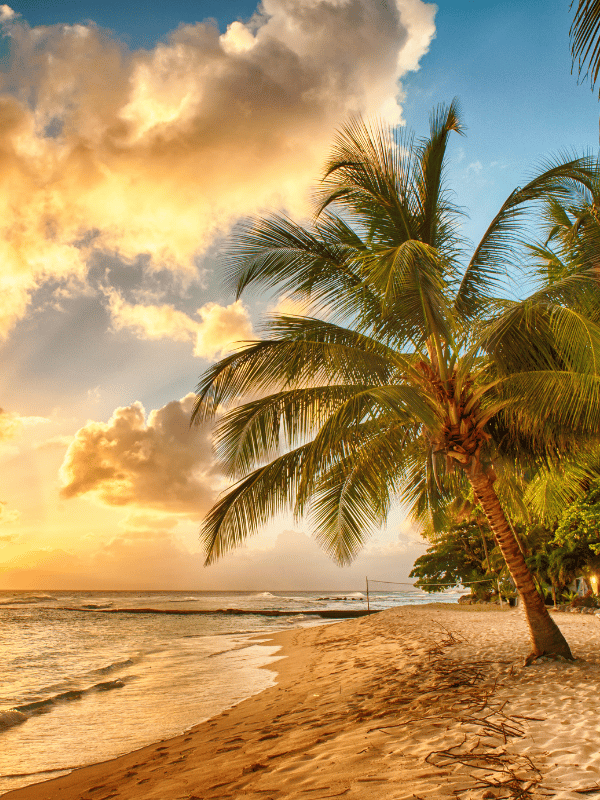 Palm trees on the beach during sunset in Barbados