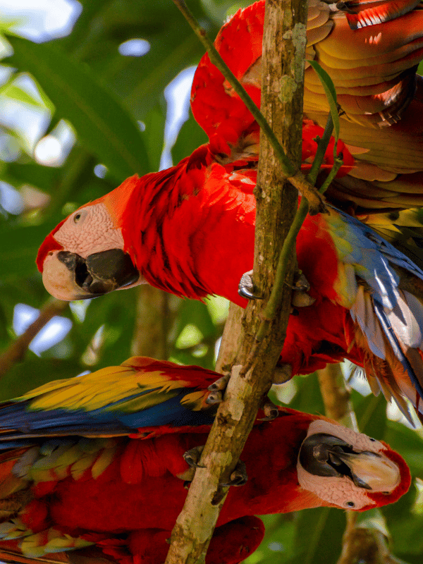 Three scarlet macaws sit on a tree branch in San Jose, Costa Rica