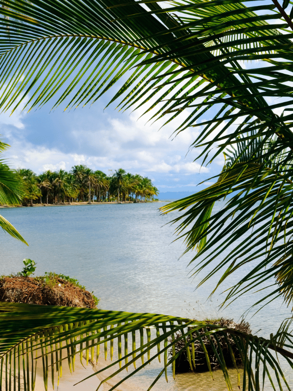 Palm leaves on the beach of Bocas del Toro, Panama
