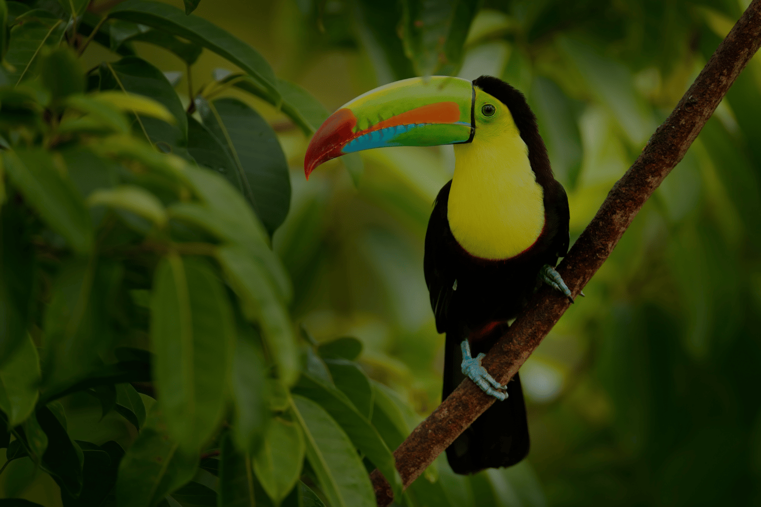 A toucan sits on a branch in the rainforests of Costa Rica