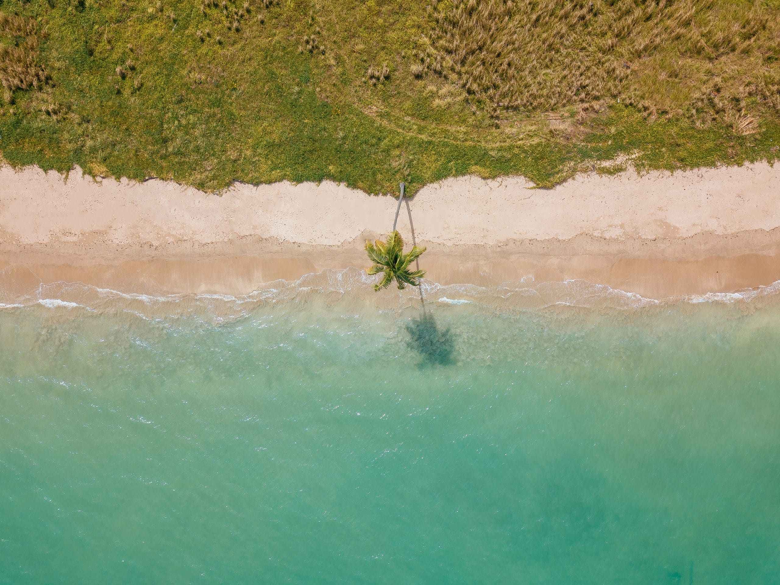 Aerial photo of beach with palm trees.