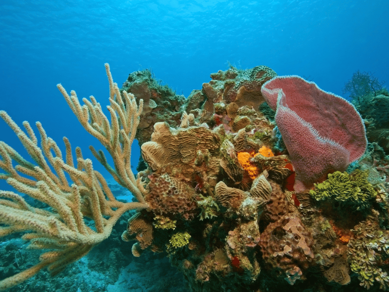 Underwater coral reef near Cozumel, Mexico