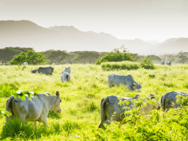 Cattle in a field in Guanacaste, Costa Rica
