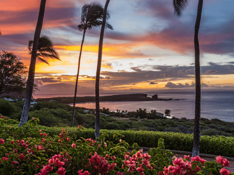 Palm trees, flowers, and the ocean at sunset in Lanai, Hawaii