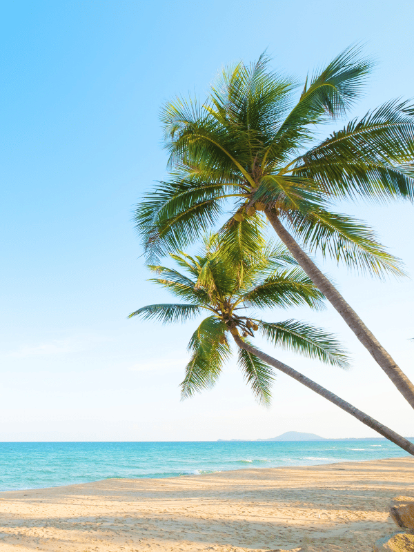 Two palm trees on a sandy beach
