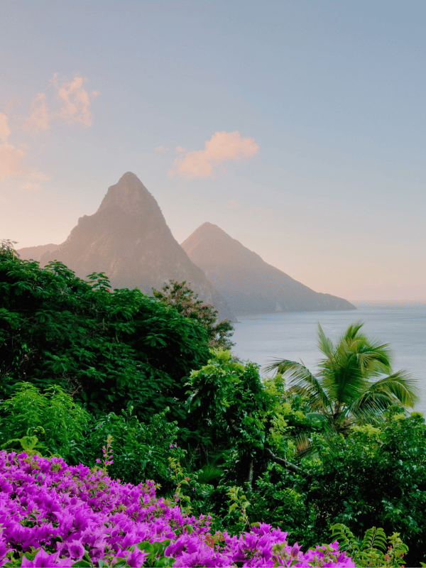Piton mountains in St. Lucia at sunrise with tropical foliage and purple flowers in the foreground