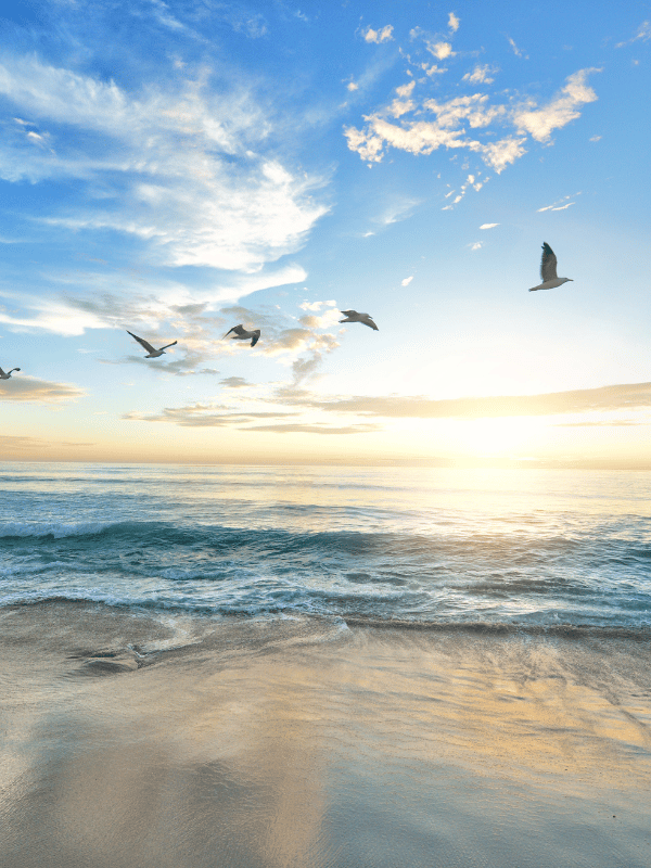 Birds fly over the ocean on the beach at sunset