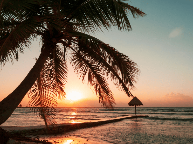 Sunset on a beach with a large palm tree and dock in Riviera Maya, Mexico