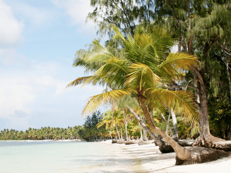 White sand beach covered with palm trees in Punta Cana, Dominican Republic