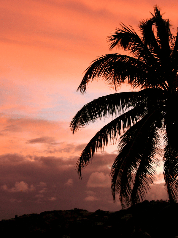 Silhouette of a palm tree in the Grenadines at sunset