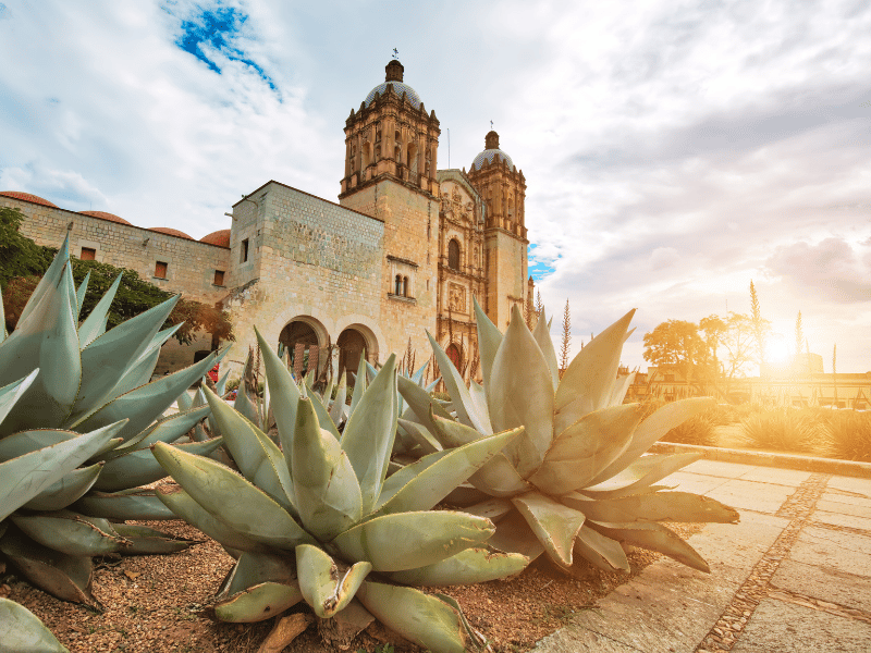 Close-up of large cacti outside a historic church in Oaxaca, Mexico