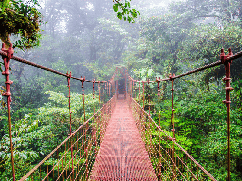A bridge in the tree canopy of Montverde cloud forest, Costa Rica