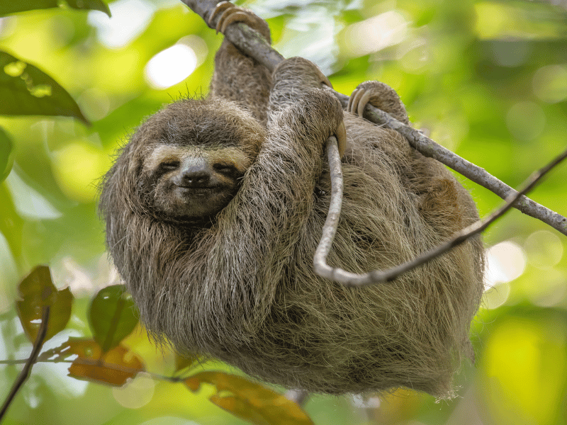 Sloth hanging from a tree at Manuel Antonio National Park, Costa Rica