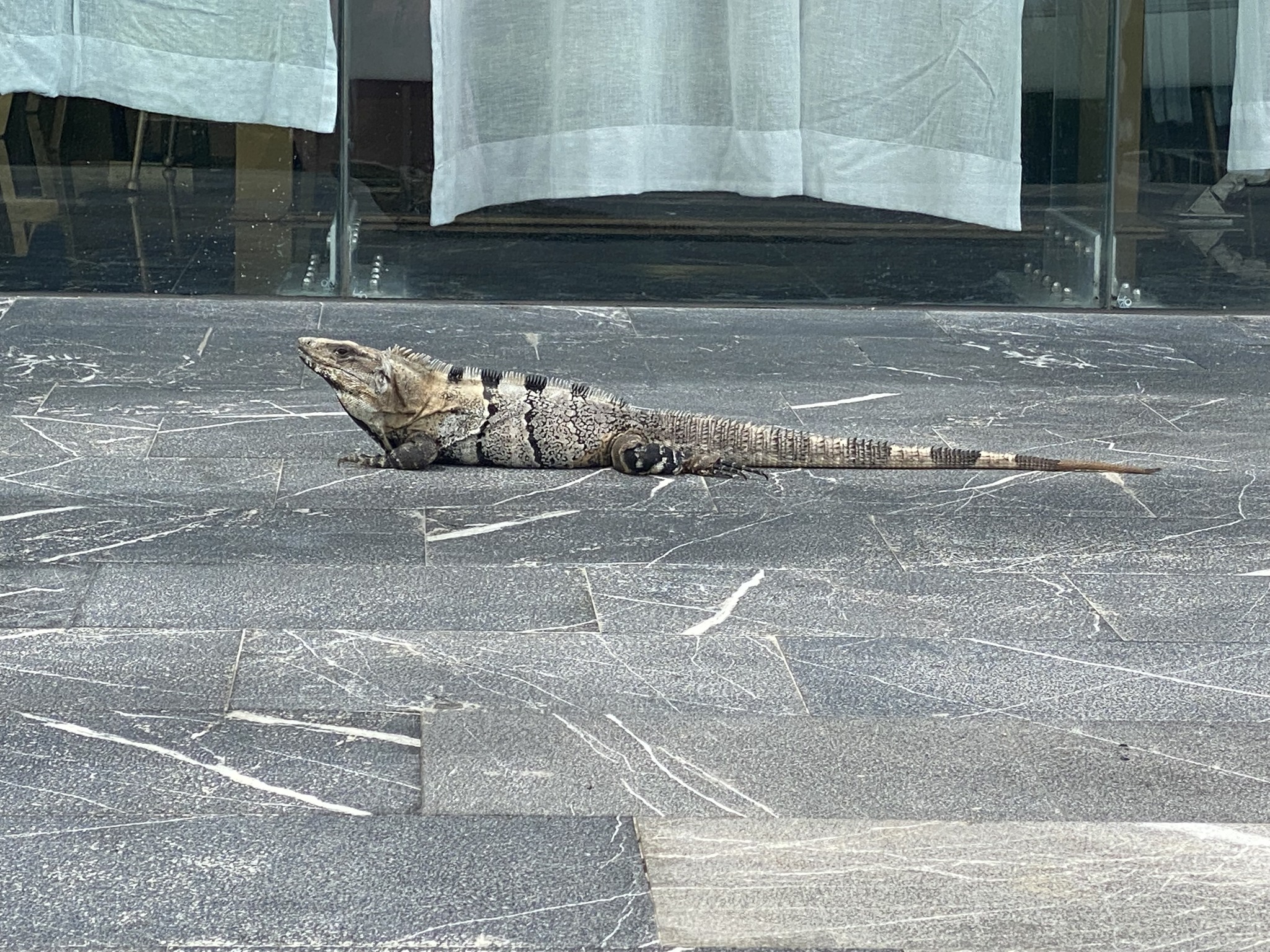 An iguana on property at the TRS Coral hotel in Costa Mujeres, Mexico